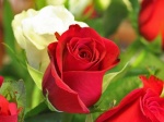 Beautiful-Red-Rose-Flower-Wallpaper-1