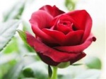 Beautiful-red-rose